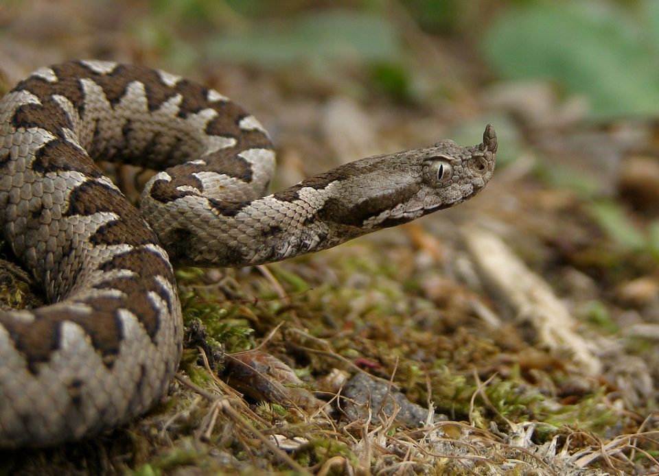 Пет каснувања од змии биле пријавени во прилепската болница во изминативе две-три недели