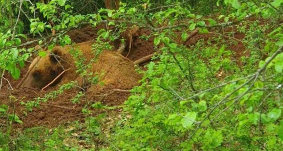 Во Жировница убиена мечка со две мечиња, згрозени сме, рече државниот инспектор за животна средина