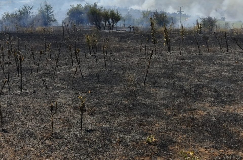 Пожар зафатил археолошки локалитет кај Кривогаштани