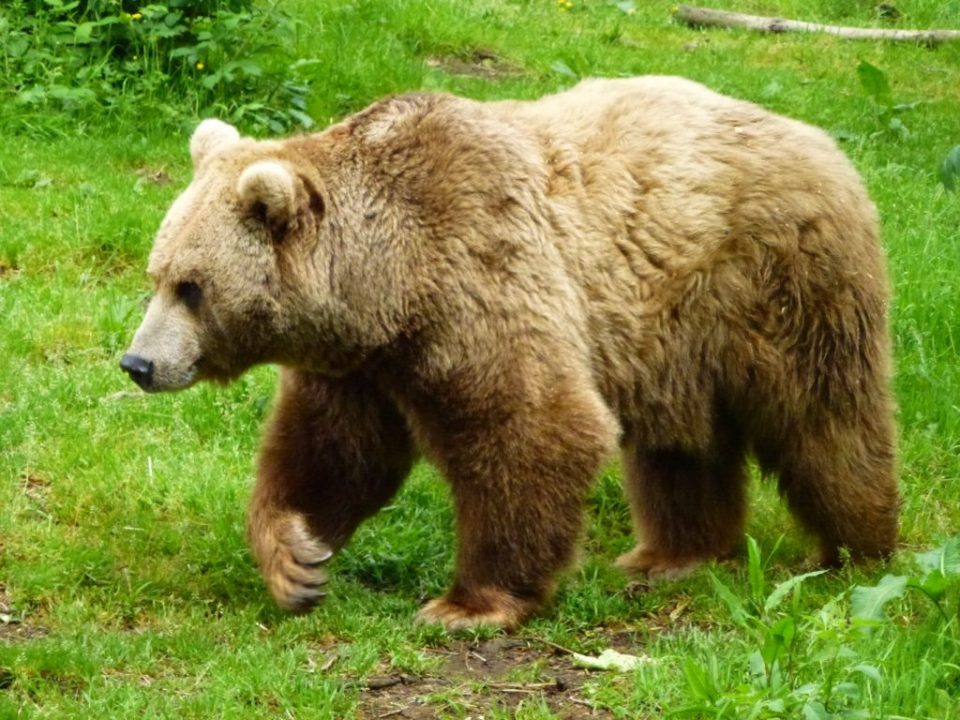 ВМРО-ДПМНЕ: За убиството на заштитените мечки се одговорни Општина Маврово Ростуше и НП Маврово