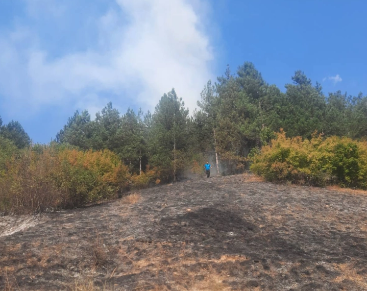 Гореше борова шума: Изгаснат пожарот на Сува Гора
