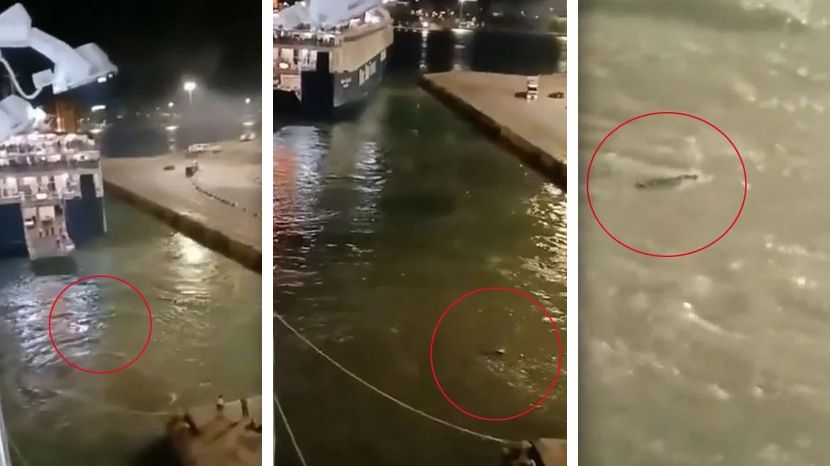 (ВОЗНЕМИРУВАЧКО ВИДЕО) Убиство на траект во Грција, маж се удави во водите на морето