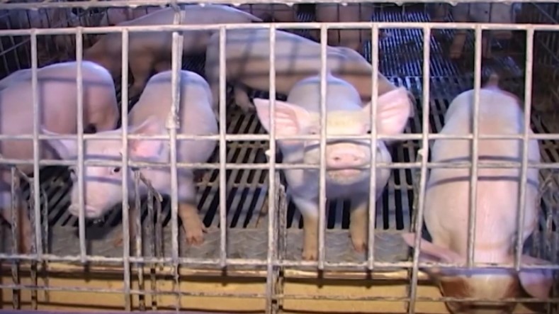 Планирано е уништување на 9.000 свињи, градоначалникот и граѓаните од Карбинци не дозволуваат да се копа јама