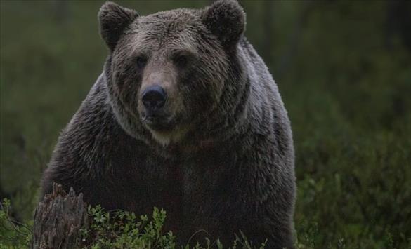 Наместо конкретни решенија, Николовски вели дека проблемот со мечките бил комплексен, побара да се усвои Законот за ловство