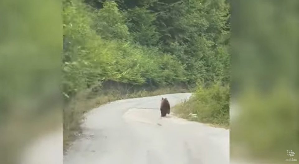 Од Влада велат дека нема да има отстрел на мечки