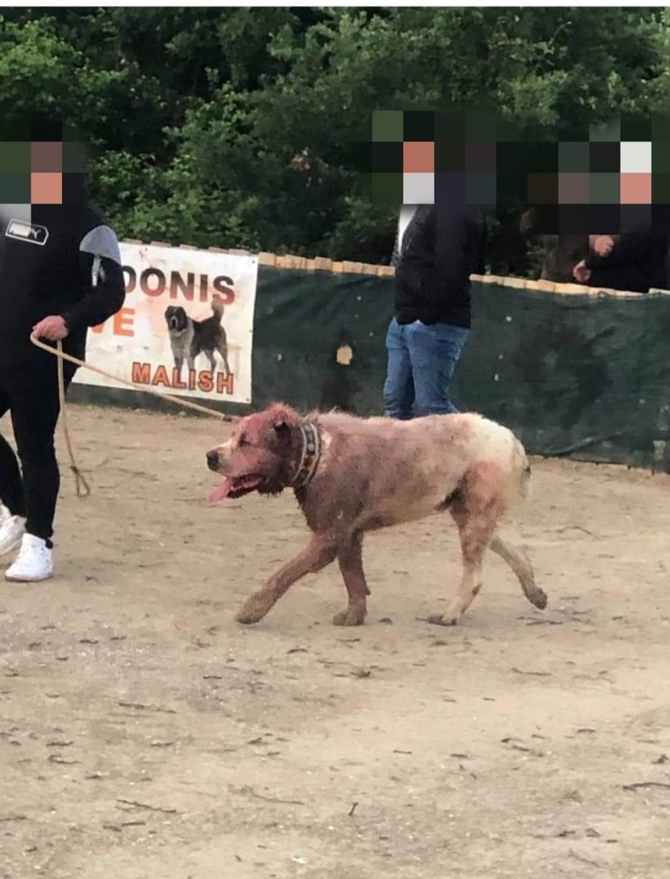 Мачење на животни на јавни површини: Гладијаторски ринг меѓу Охрид и Струга, организаторите на варварските борби со кучиња без страв од законот