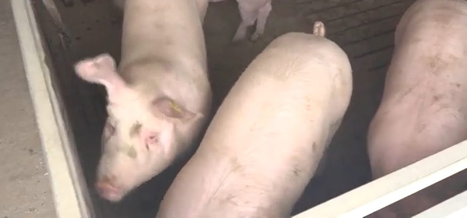 Недостаток на респираторна заштита: Инспекторатот за труд го истражува фаталниот инцидент на свињарската фарма во Амзабегово