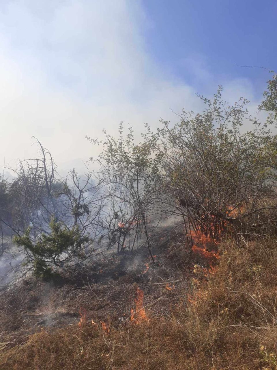 Пожарникари од Радовиш цела ноќ гаснеле опожарена дабова шума, пожарот уште е активен