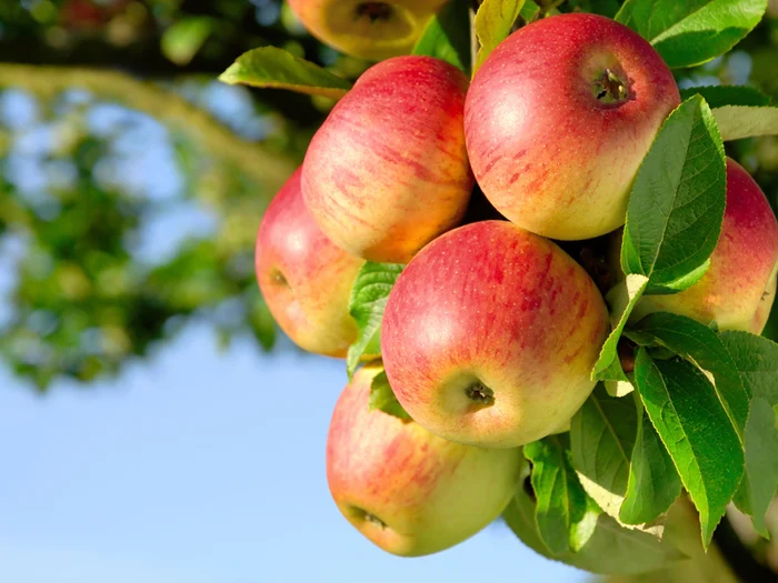 Трипуновски: Се намалува бројот на земјоделци и производството на јаболка во ресенскиот регион