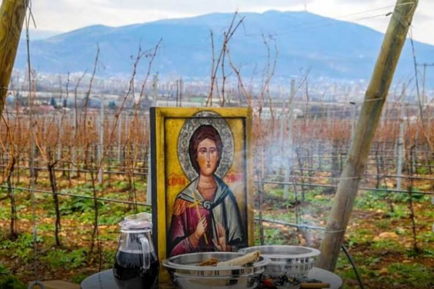 Зошто лозјата се закројуваат токму на Свети Трифун и какви обичаи постојат низ различни делови од Македонија?