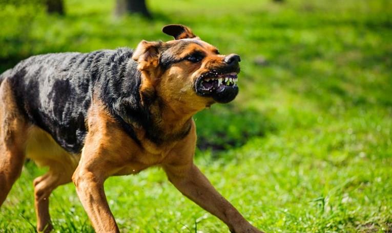 Организирал борба помеѓу кучиња: Приведен тинејџер поради мачење животни