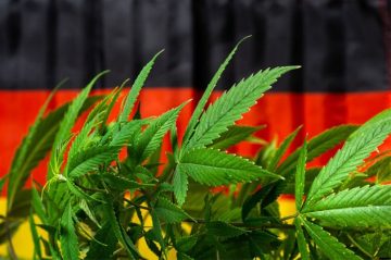 Зелено светло за зеленилото: Германија ја декриминализира марихуаната- дозволено поседување, одгледување и социјални клубови