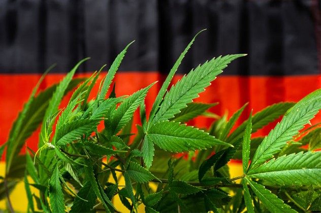 Зелено светло за зеленилото: Дозволено поседување, домашно одгледување и социјални клубови за канабис – Германија ја декриминализира марихуаната