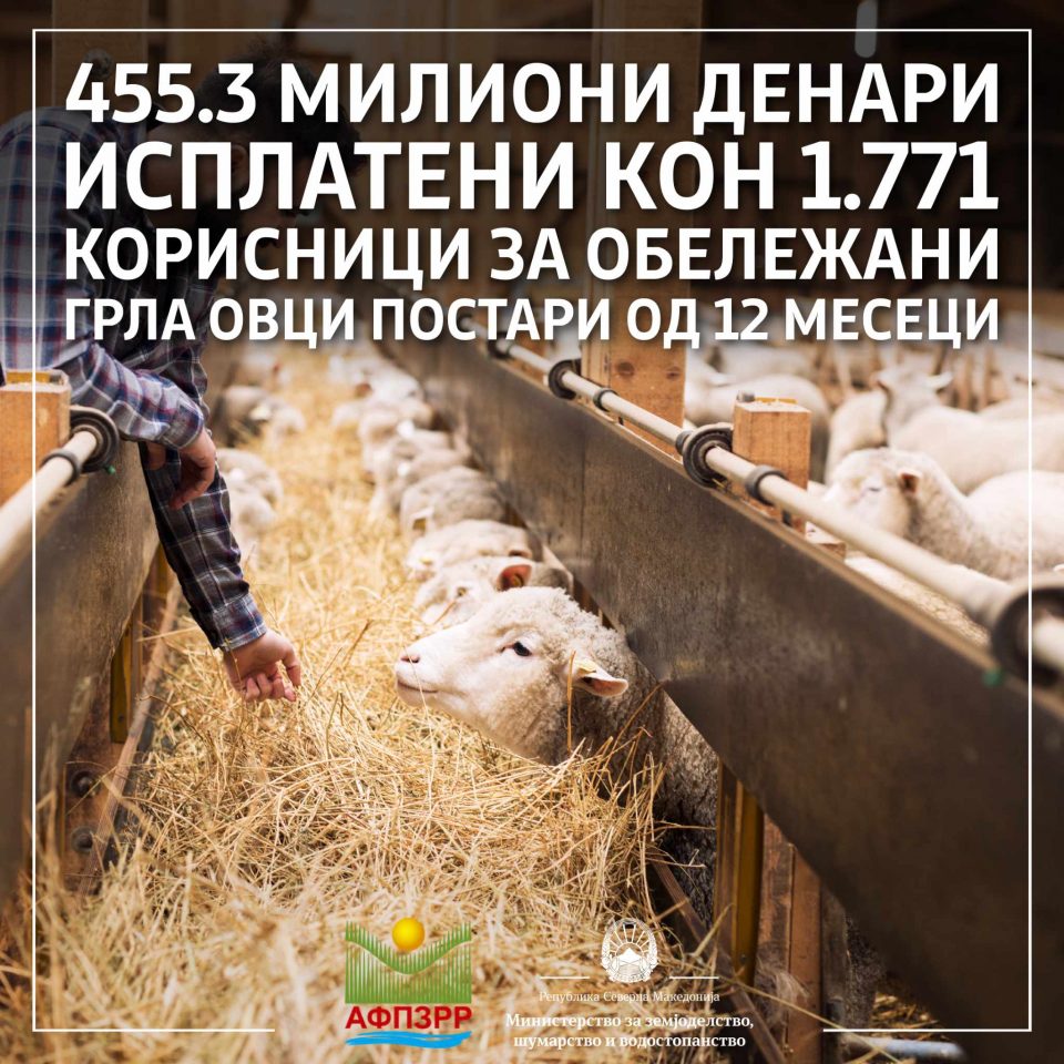 МЗШВ: Исплатени 455,3 милиони денари кон 1771 сточар за обележани грла овци постари од 12 месеци