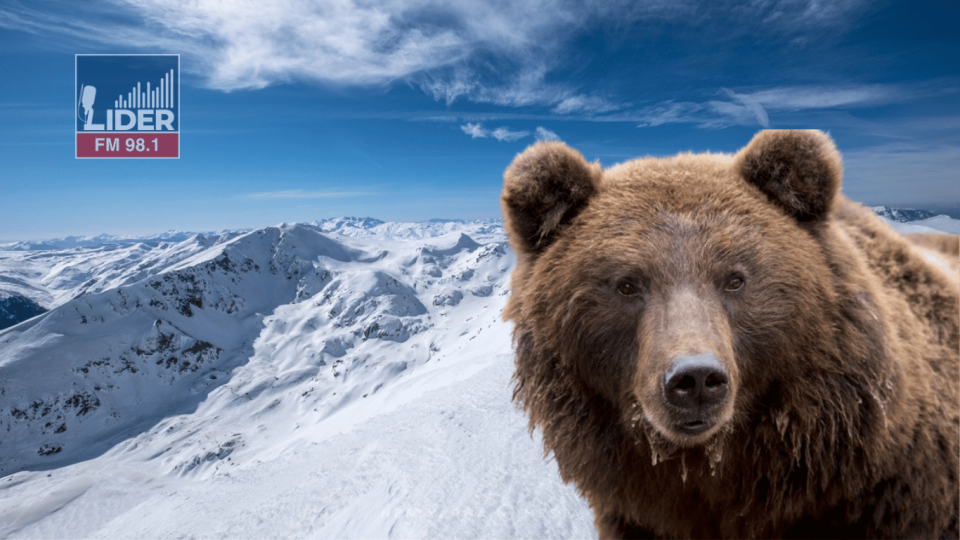Дански турист нападнат од мечка на Шар Планина – ЦУК ги соопшти деталите