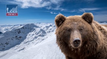 Причина за инцидентот на Шар Планина: Санирани раните на туристот од Данска после нападот - мечката веројатно ги штитела своите младенчиња