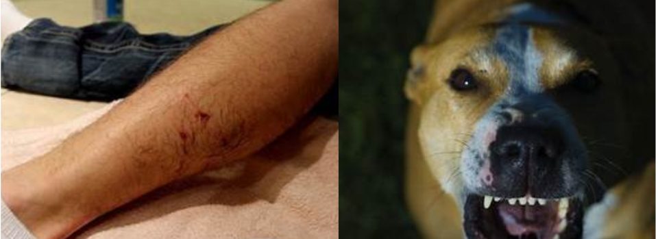Врие од лажни пријави за каснување од кучиња: Општина Велес спроведува построги мерки – дополнително вештачење, опис на кучето и фотографии на повредите