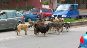Сериозен проблем со напади од кучиња скитници во Скопје - студентите не се чувствуваат безбедни на техничкиот кампус на универзитетот Св. Кирил и Методиј, потреба од дејствување