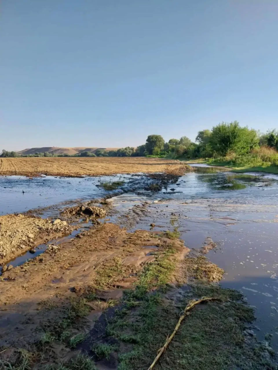 Голем помор на риба во Вардар кај Градско