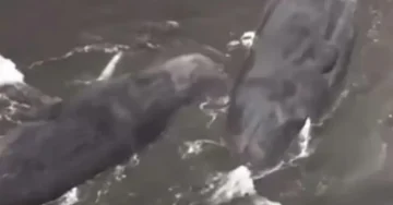 (ВИДЕО) Китови исфрлени на брег по земјотрес: Морничава сцена во Татејама