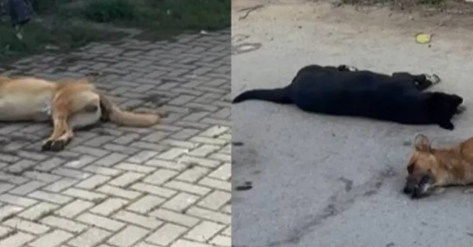 (ВИДЕО) „ПАЃАА СО ПЕНА ОД УСТАТА“: Кичевци сведочат на монструозен чин, масовно труење кучиња кај училиште!