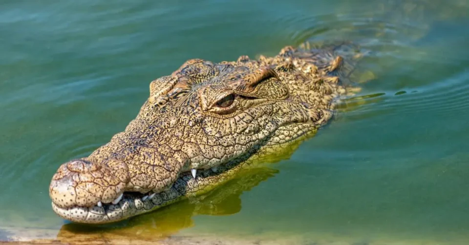 ПОЈАВА НА КРОКОДИЛИ ВО НАСЕЛЕНИ МЕСТА: Ураганот Мелиса носи нова закана за граѓаните на Јамајка