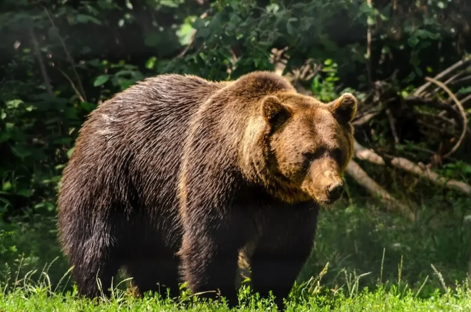 МАЖ ТЕШКО ПОВРЕДЕН ОД МЕЧКА: Инцидентот се случил додека собирал печурки