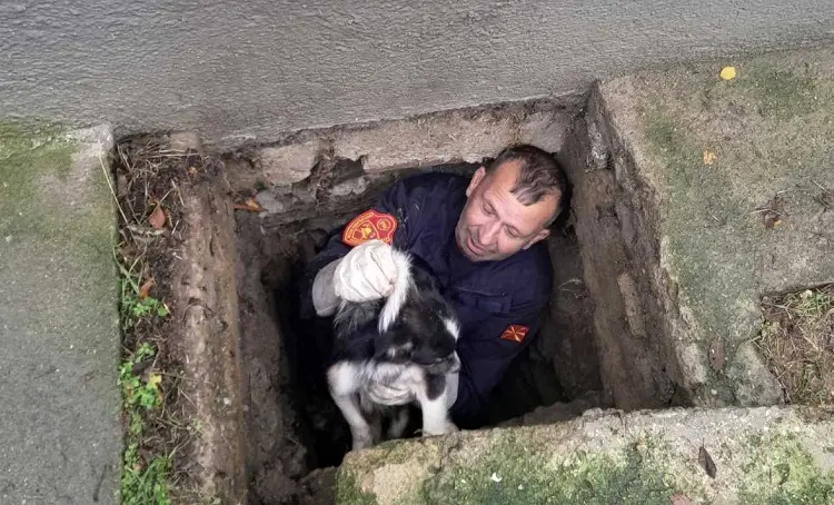 СПАСУВАЧКА АКЦИЈА НА ПОЖАРНИКАРИТЕ: Спасено куче кое паднало во шахта