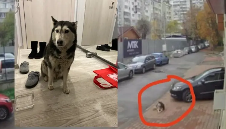 РЕАКЦИИ ОТКАКО МАКЕДОНСКИОТ ЛЕКАР ПРЕГАЗИ КУЧЕ ВО СОФИЈА: Обвинет е за екстремна суровост кон животно