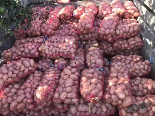 УКРАЛЕ 160 ВРЕЌИ КОМПИР: Полицијата сомничи четири лица од Струмица