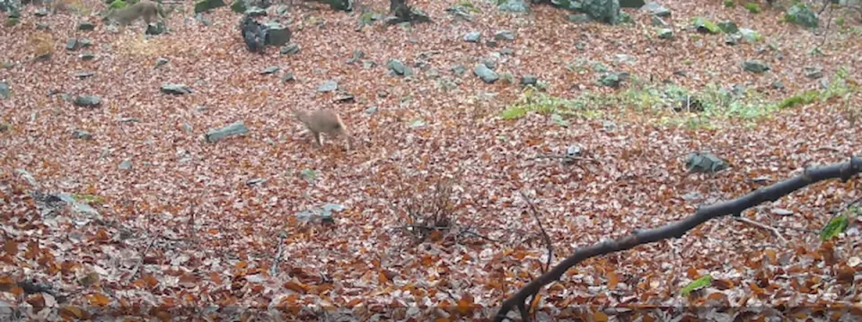 (ВИДЕО) ТРАП-КАМЕРА РЕГИСТРИРАШЕ МАЈКА РИС СО МЛАДЕНЧЕ НА ШАР ПЛАНИНА