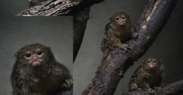 Убави вести доаѓаат од скопската Зоолошка градина. Зоо скопје на социјалните мрежи објави дека имаат принова кај најмалите