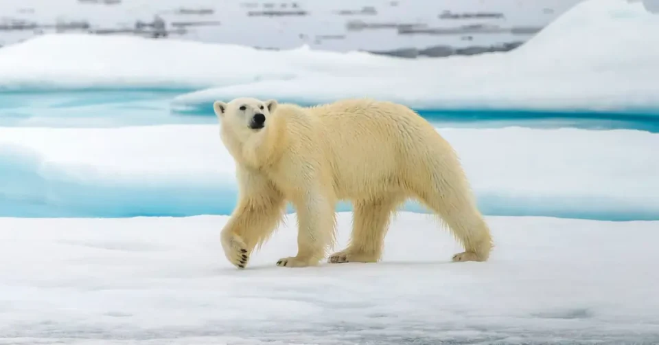 (ВИДЕО) ТАЈНИОТ СВЕТ НА ПОЛАРНИТЕ МЕЧКИ: Лов и преживување на екстремни температури