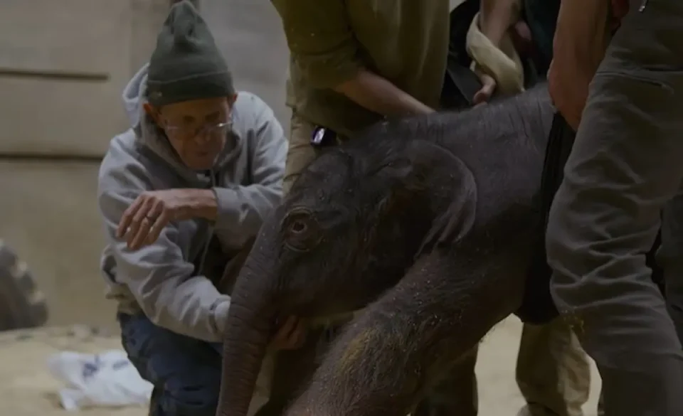 (ВИДЕО) РОДЕНО АЗИСКО СЛОНЧЕ ПО 25 ГОДИНИ: Ново потомство ја збогати зоолошката во Вашингтон