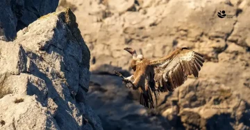 зајакнување на популацијата на белоглавиот мршојадец