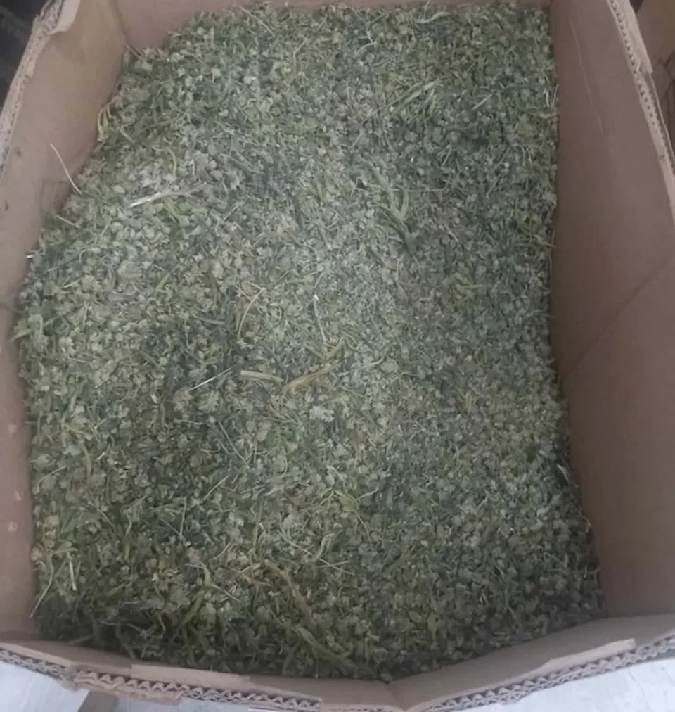 Кои компании останаа без лиценца за одгледување канабис и од кои причини?