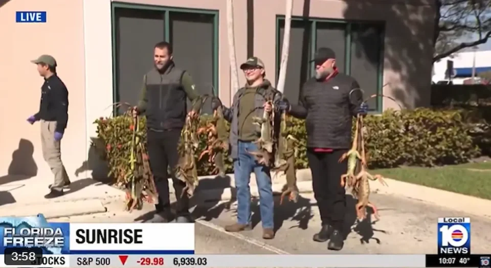 (ВИДЕО) СТУДЕН БРАН ЈА ПОГОДИ ФЛОРИДА: Замрзнати игуани паѓаат од дрвјата