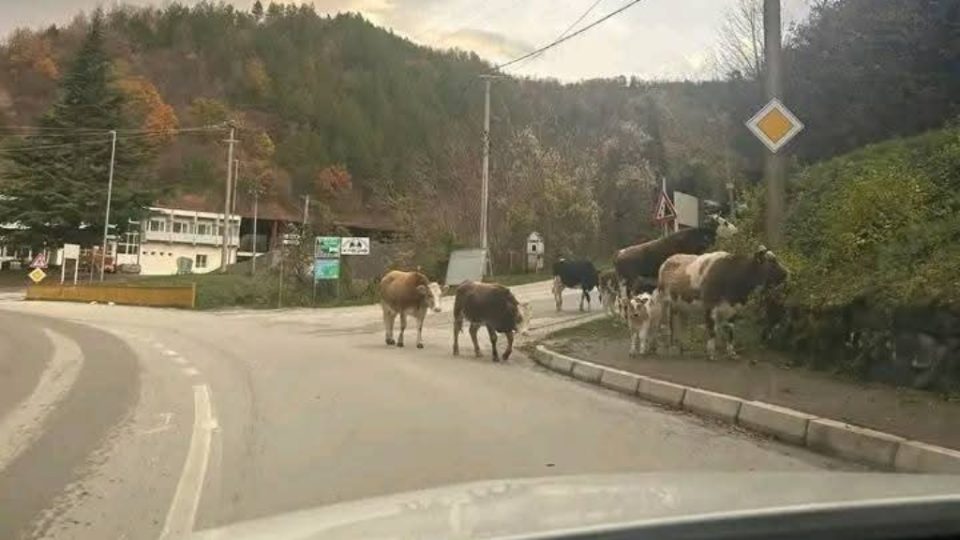 Повторно уапсена мисицата-краварка во Крива Паланка поради попречување на одземањето крави од АХВ
