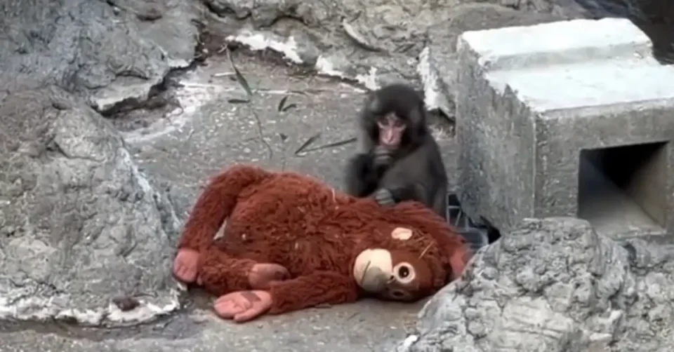 (ВИДЕО) МАЈМУНЧЕТО ПАНЧ ГИ ОСВОИ СОЦИЈАЛНИТЕ МРЕЖИ: Спие гушнато со плишана играчка откако мајка му го напуштила