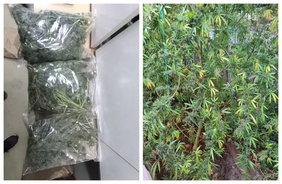 ПЕТ ТОНИ МАРИХУАНА ОД МАКЕДОНИЈА ВО СРБИЈА: Уапсен и сопственик на фирма од Скопје за медицински канабис