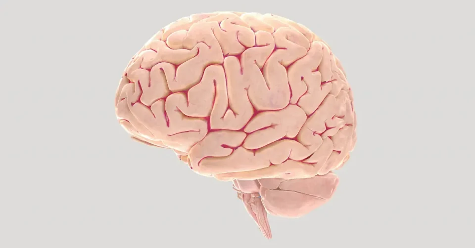 Мицкоски: Јавноста ќе биде информирана по завршувањето на истрагата за мозочни ткива од САД