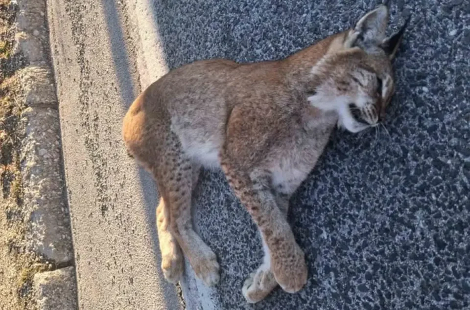 ПОСТОЈАТ САМО 50 ЕДИНКИ: Угинат балкански рис најден на патот Ресен – Охрид