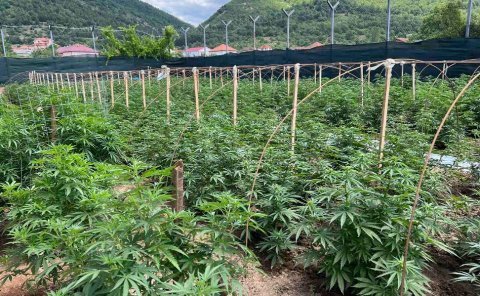 Од 2017 година издадени 61 лиценца за медицински канабис, на 14 фирми им е одземено одобрението