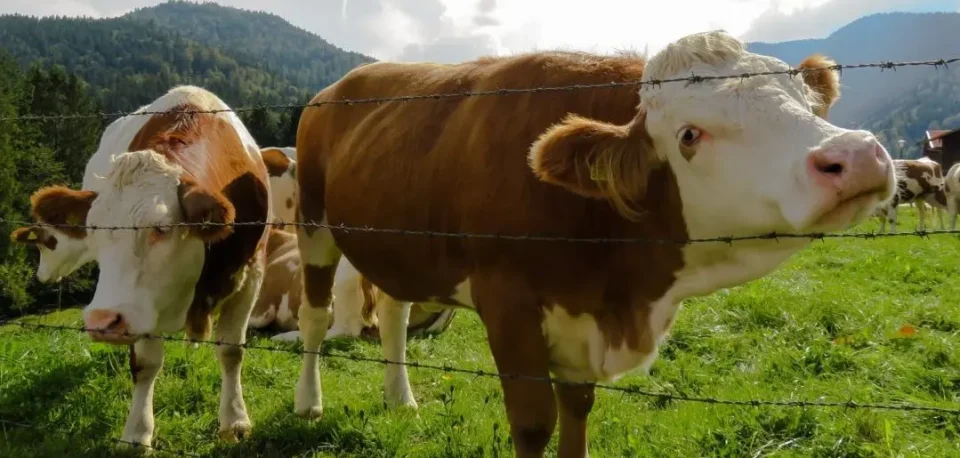 НЕОБИЧЕН ГРАНИЧЕН ИНЦИДЕНТ: Волoви преминале во Бугарија, надлежните реагираат