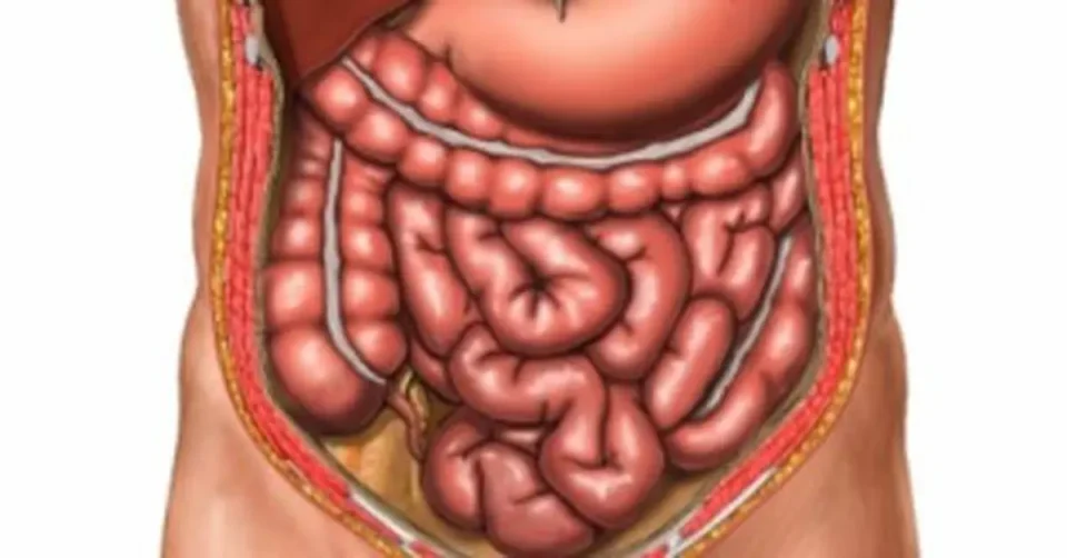 ЦРЕВАТА И ВАШЕТО ЗДРАВЈЕ: Кои знаци не смеат да се игнорираат