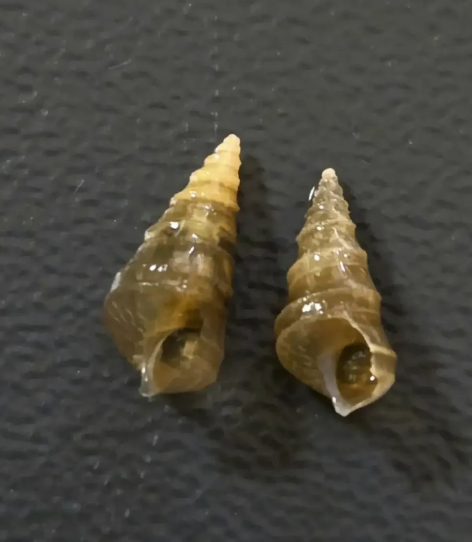 ЗАШТИТА НА КУЛТУРНОТО НАСЛЕДСТВО: Проект за истражување на фауната дното на Охридското Езеро