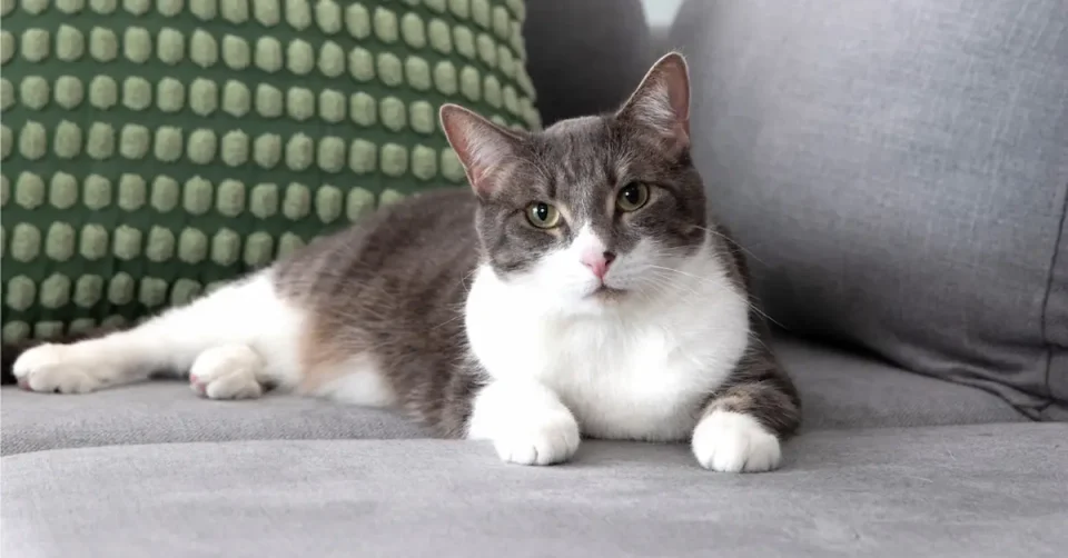 НЕЗАВИСНИ И МИСТЕРИОЗНИ: Зошто мачките ни носат смиреност