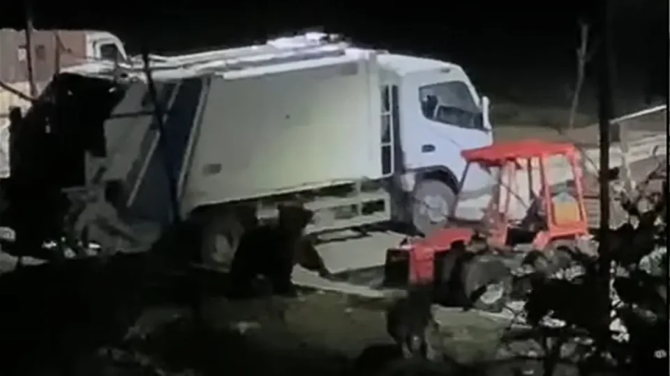 (ВИДЕО) Мечка се прошета на паркинг во Ростуше, кучињата ја избркаа