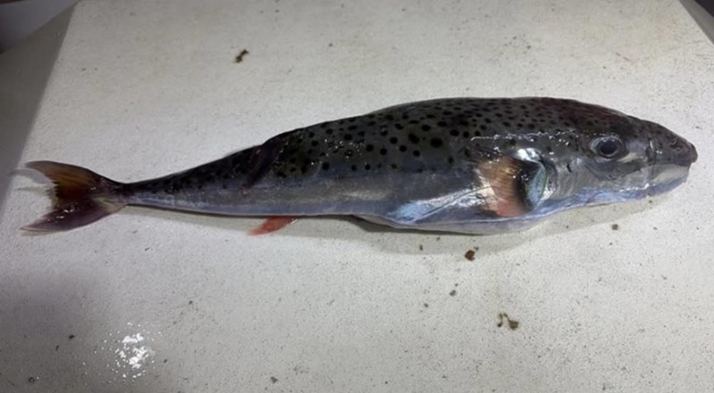 Опасна риба повторно фатена во Јадранот, експертите предупредуваат на смртоносен отров