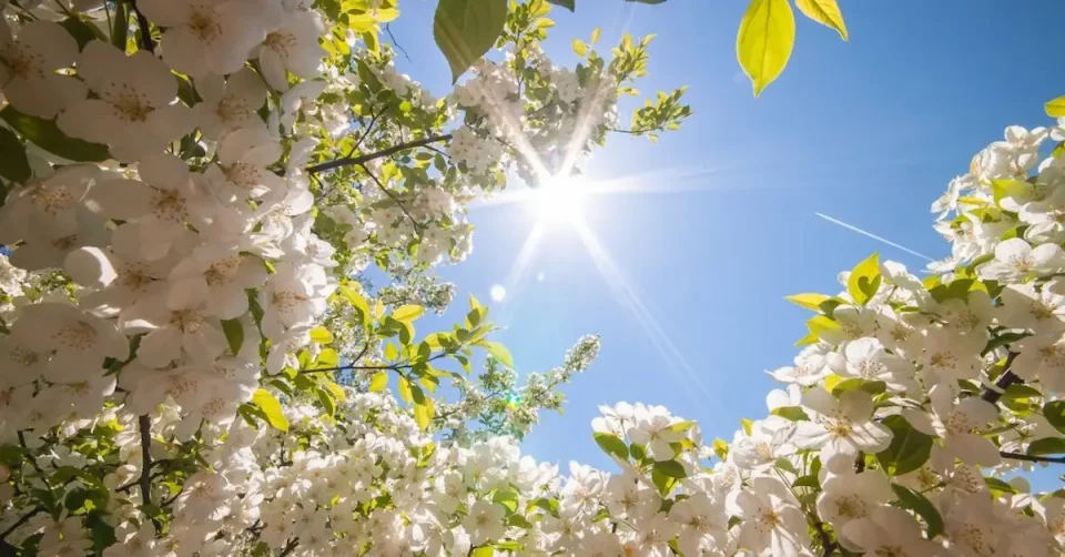 Денеска започнува пролетта: Времето ќе биде променливо со сончеви периоди
